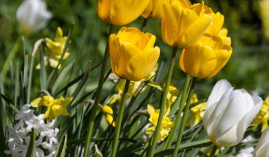 Guided Garden Tour