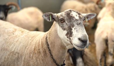 The Lincolnshire Show 2025